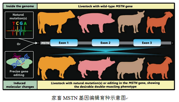 基因编辑育种图_副本.png