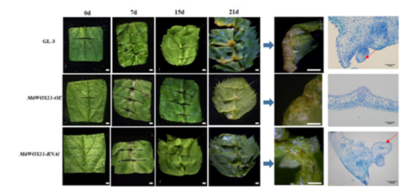 图1 转录因子MdWOX11 抑制苹果不定芽形成表型和解剖学观察_副本.png
